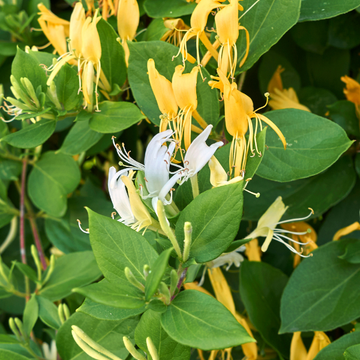 Chèvrefeuille du Japon 'Dart's Acumen' - Lonicera japonica 'Dart's Acumen'