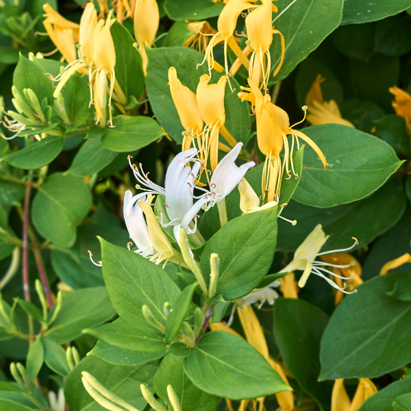 Chèvrefeuille du Japon 'Dart's Acumen' - Lonicera japonica 'Dart's Acumen'