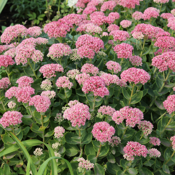 Sedum Spectabile Brillant