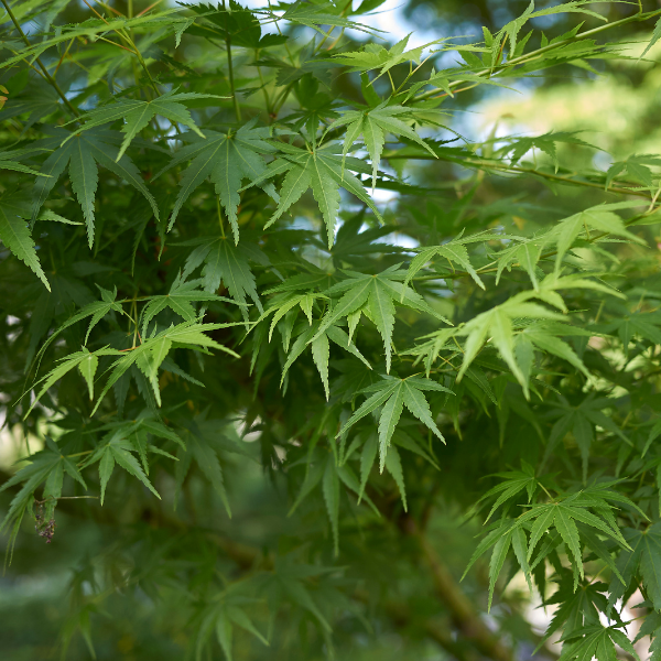 Érable du Japon 'Going Green' - Acer palmatum 'Going Green'