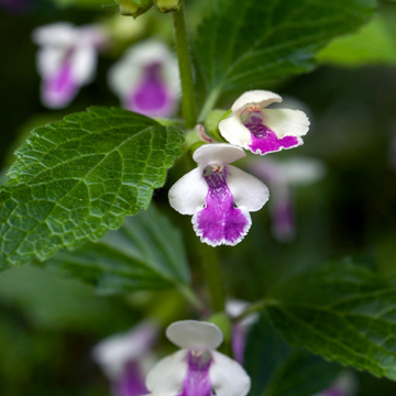 Mellitis - Melittis melissophyllum 'Royal Velvet Distinc