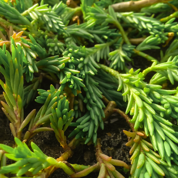 Orpin rupestre - Sedum rupestre