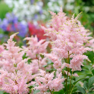 Astilbe variées