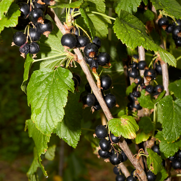 Cassissier 'Titania' - Ribes nigrum 'Titania'