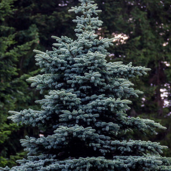 Sapin Pungens