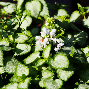 Lamier tacheté 'White Nancy' - Lamium maculatum 'White Nancy'