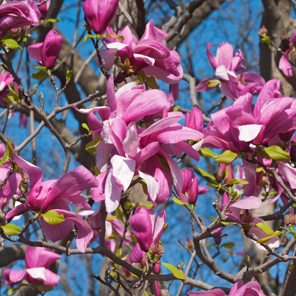 Magnolia 'Galaxy' -  Magnolia 'Galaxy'