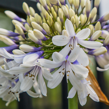 Agapanthe 'Fireworks' -  Agapanthus 'Fireworks'