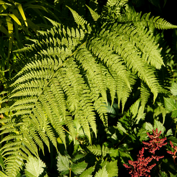 Fougère femelle - Athyrium filix-femina