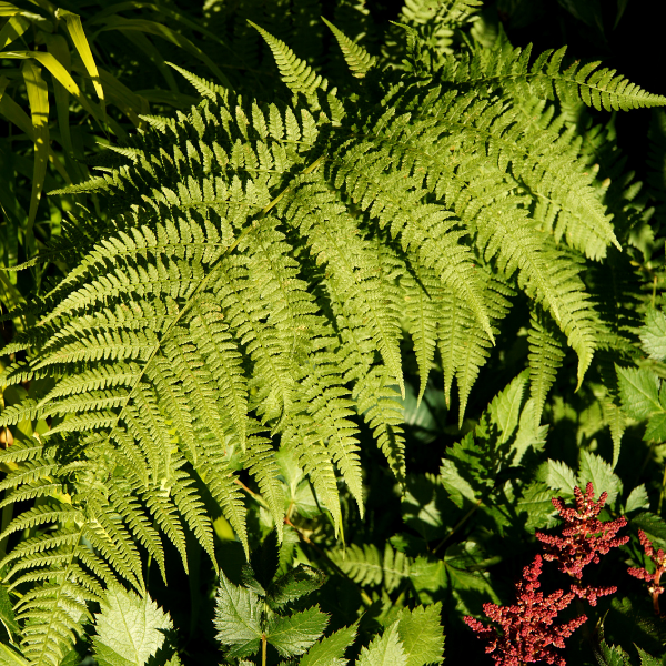 Fougère femelle - Athyrium filix-femina