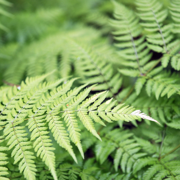 Fougère mâle - Dryopteris filix-mas