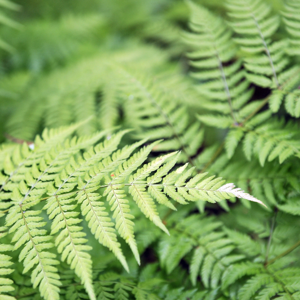 Fougère mâle - Dryopteris filix-mas