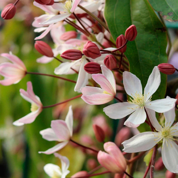 Clématite d'Armand 'Apple Blossom' - Clematis armandii 'Apple Blossom'
