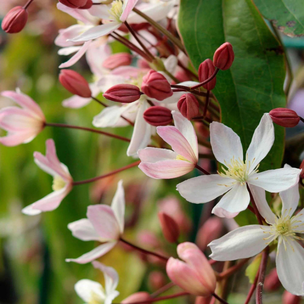 Clématite d'Armand 'Apple Blossom' - Clematis armandii 'Apple Blossom'