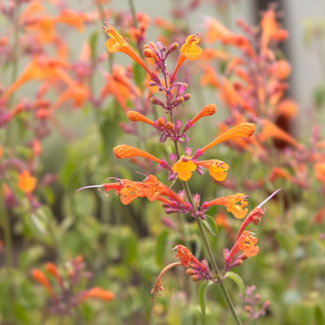 Agastache 'Apricot Sprite' - Agastache aurantiaca 'Apricot Sprite'