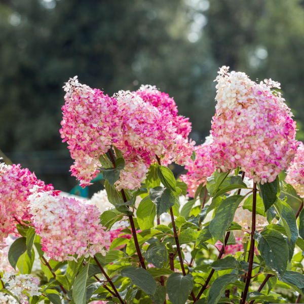 Hortensia paniculé 'Framboisine' - Hydrangea paniculata 'Framboisine'