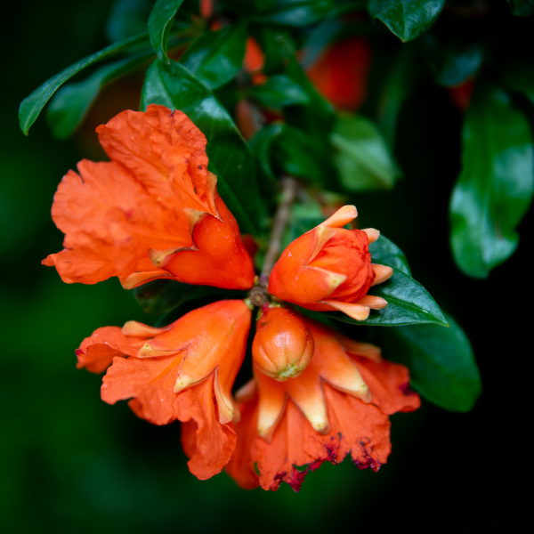 Punica Granatum Pleniflora