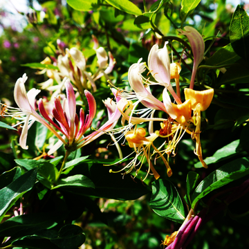 Chèvrefeuille des bois 'Serotina' - Lonicera periclymenum 'Serotina'