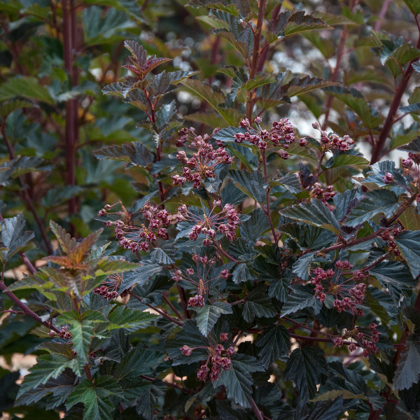 Cornouiller blanc 'Kesselringii' - Cornus alba 'Kesselringii'
