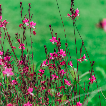 Gaura lindheimeri Siskiyou Rouge Nana - Gaura lindheimeri Siskiyou Rubra Nana