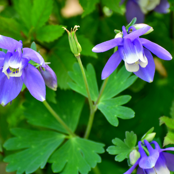 Ancolie des Alpes Aquilegia alpina