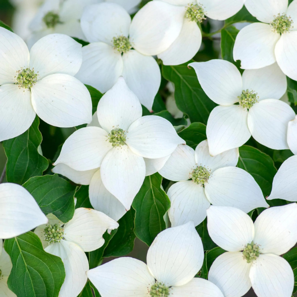Cornus Kousa Milky Way