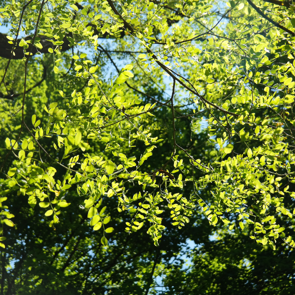 Robinia pseudoacacia 'Frisia' - Robinia pseudoacacia 'Frisia'