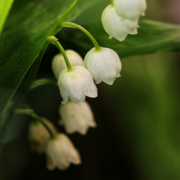 Muguet blanc - Convallaria majalis