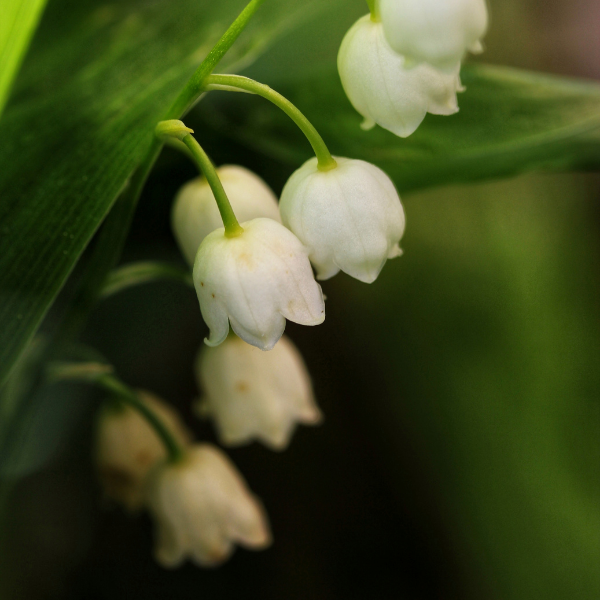 Muguet blanc - Convallaria majalis
