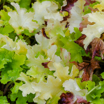 Heuchère 'Lime Marmalade' -  Heuchera 'Lime Marmalade'