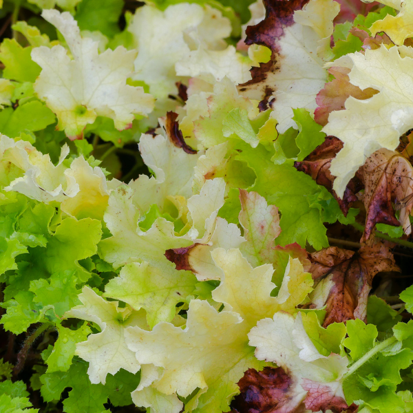 Heuchère 'Lime Marmalade' -  Heuchera 'Lime Marmalade'