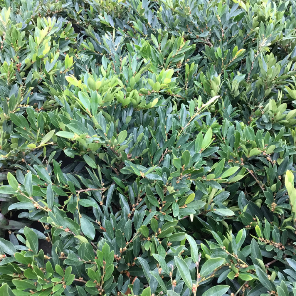 Distylium 'Blue Cascade' - Distylium 'Blue Cascade'