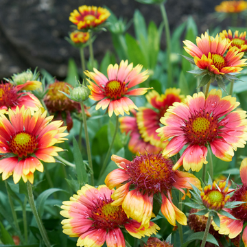 Gaillarde 'Arizona Red Shades' - Gaillardia grandiflora 'Arizona Red Shades'