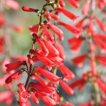 Galane à feuilles de pin rouge -  Penstemon pinifolius