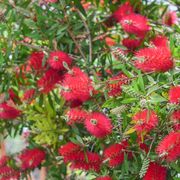 Callistemon Laevis