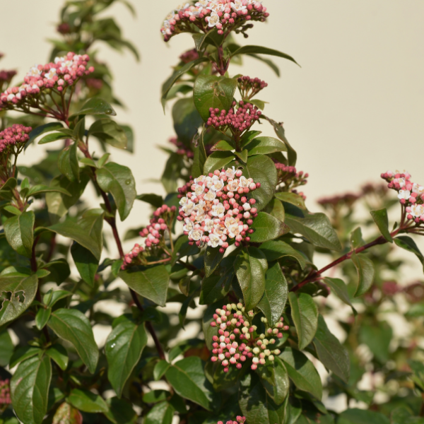 Viorne Laurier Tin - Viburnum Tinus Quimper
