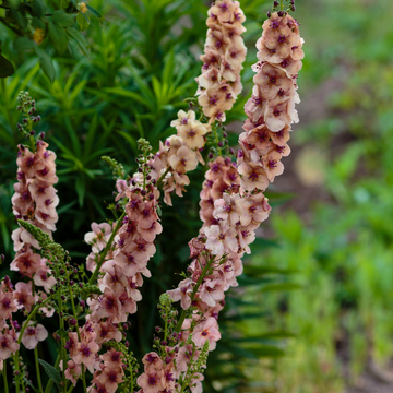 Verbascum - Verbascum southern charm
