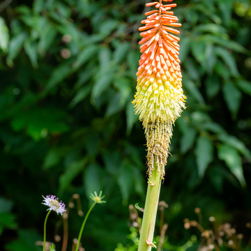 Tritoma 'Flamenco' - Kniphofia uvaria 'Flamenco'