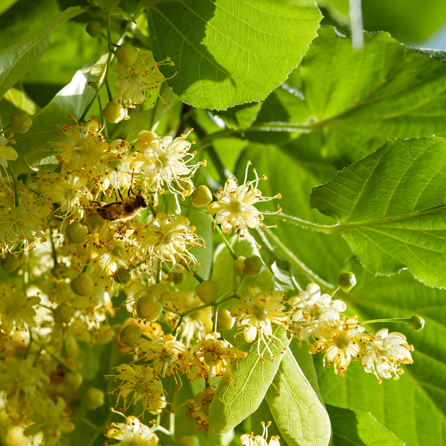 Arbre à miel - Tetradium daniellii - FLEURANDIE