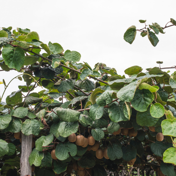Kiwi auto-fertile 'Sollissimo' - Actinidia chinensis 'Sollissimo'