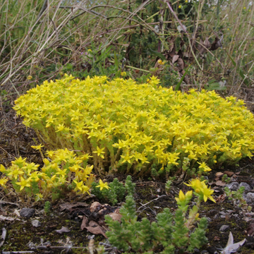 Orpin âcre - Sedum acre