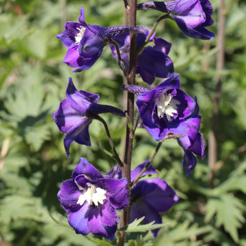Pied d'alouette nain Fantasia - Delphinium hybride fantasia