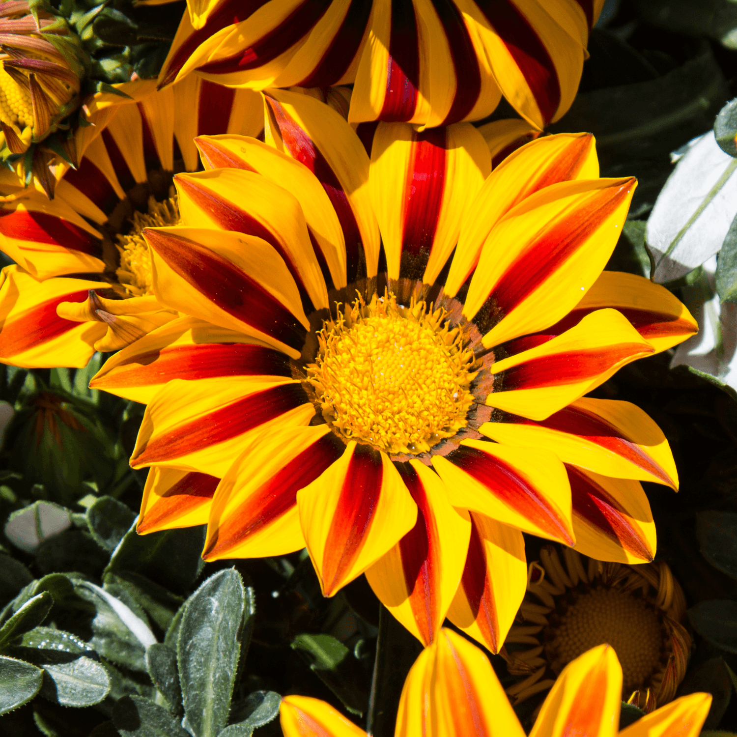 Gazania - FLEURANDIE