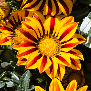 Gazania