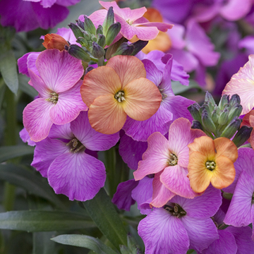 Giroflée, Vélar 'Winter Orchid' - Erysimum 'Winter Orchid'