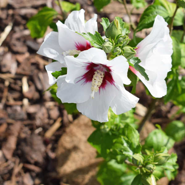 Mauve en arbre 'Speciosus' - Hibiscus syriacus 'Speciosus'