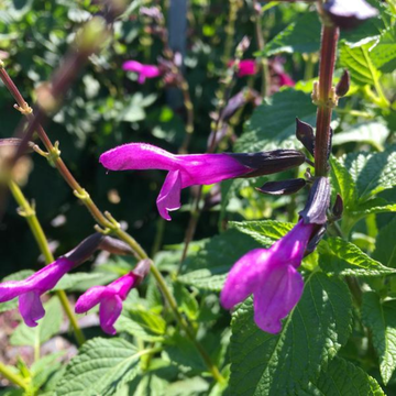 Sauge Salgoon 'Lake Tahoe'- Salvia Salgoon 'Lake Tahoe'