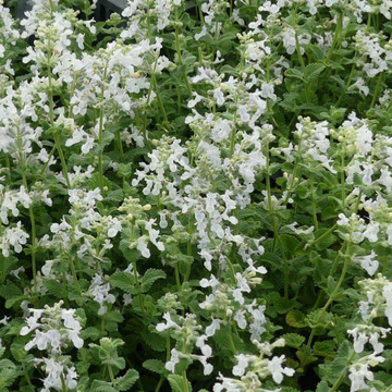 Chataire 'Snowflake' - Nepeta faassenii 'Snowflake'