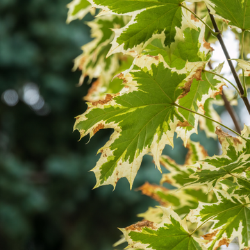 Érable plane 'Drummondii' - Acer platanoides 'Drummondii'