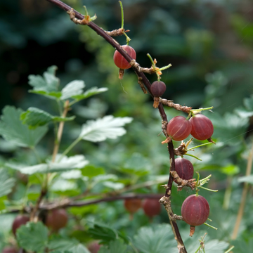 Groseillier à maquereau Rouge -  Ribes uva-crispa Rouge